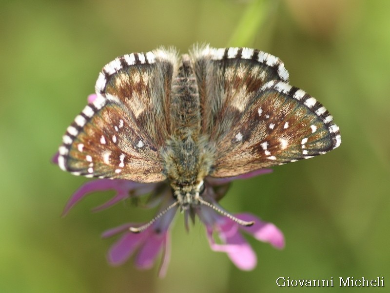 Tutti Pyrgus malvoides? No, anche P. armoricanus - Hesperiidae